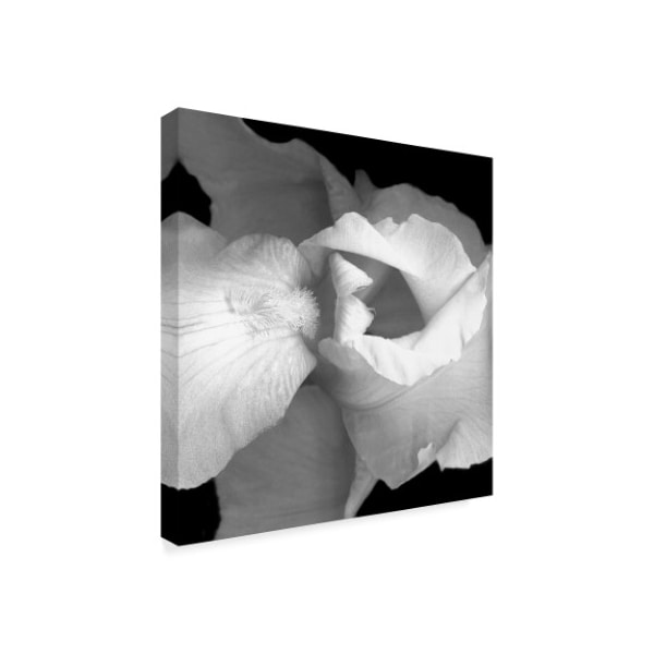 Susan S. Barmon 'Iris Black And White' Canvas Art,24x24